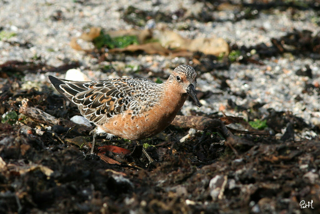 Bécasseau maubèche, identification