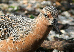 Red Knot