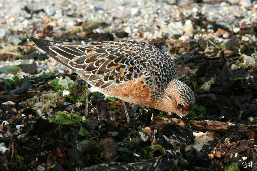 Bécasseau maubèche, identification, régime, Comportement