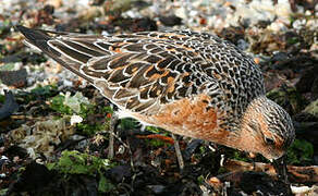 Red Knot