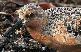 Red Knot