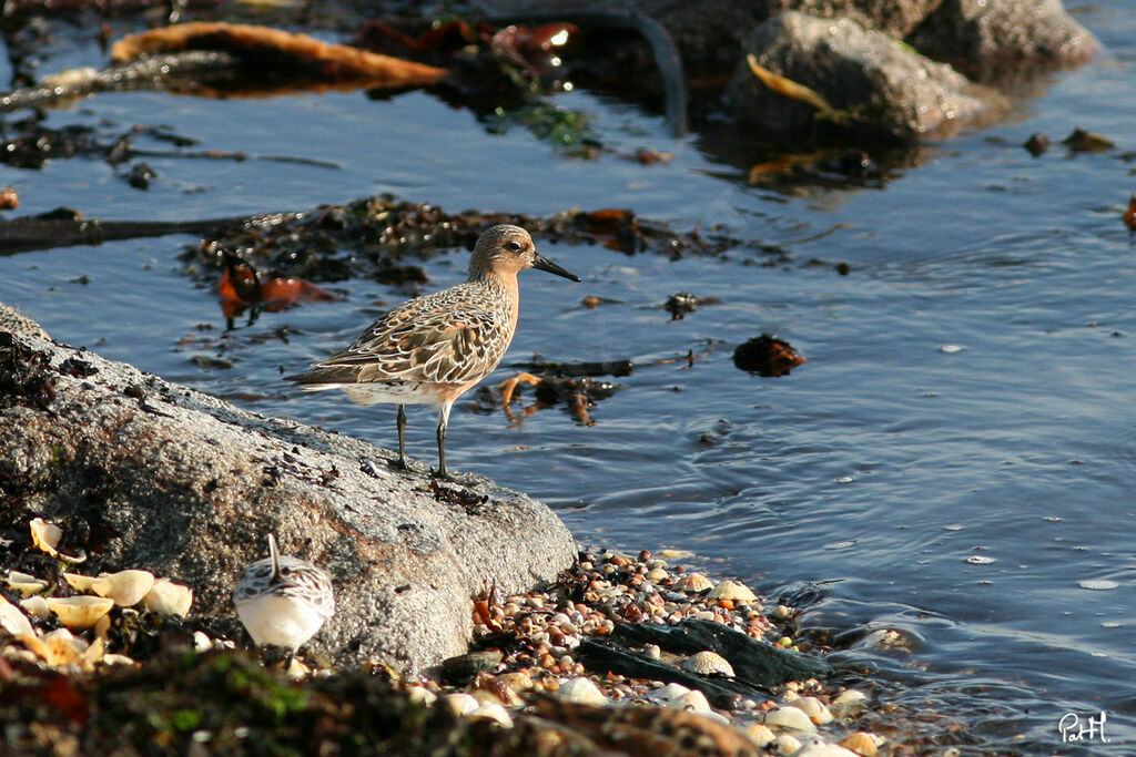 Bécasseau maubèche, identification