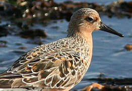 Red Knot