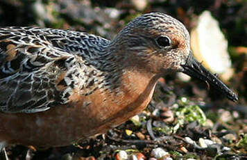 Bécasseau maubèche