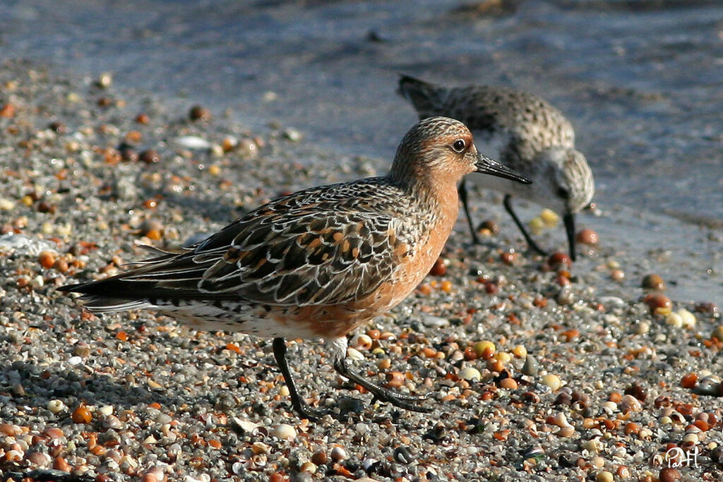 Red Knot, identification