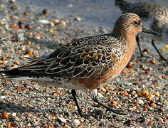 Red Knot