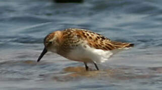 Little Stint