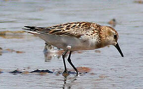 Little Stint