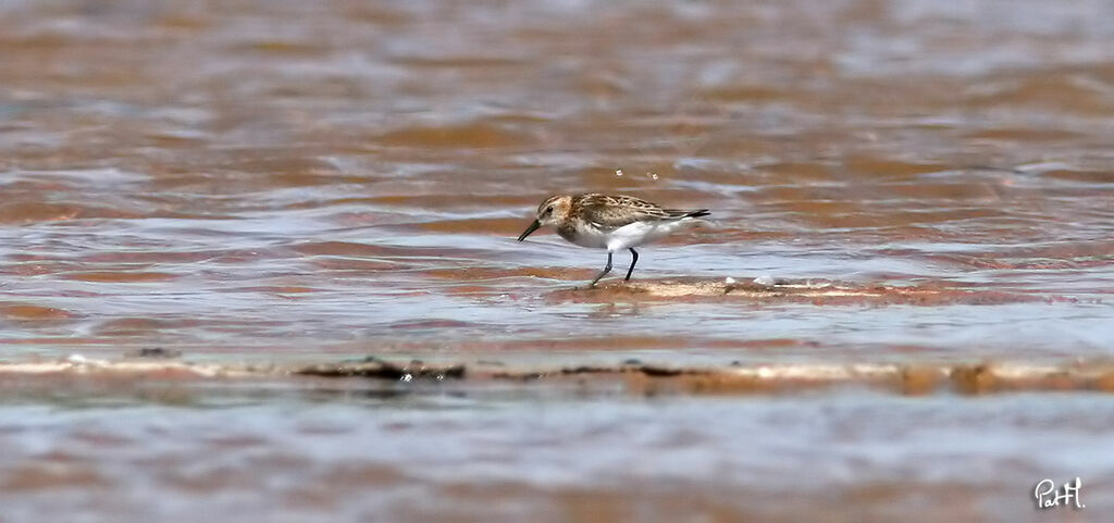 Bécasseau minute mâle, identification