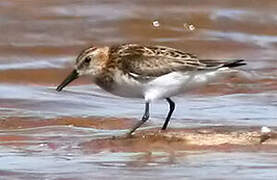 Little Stint