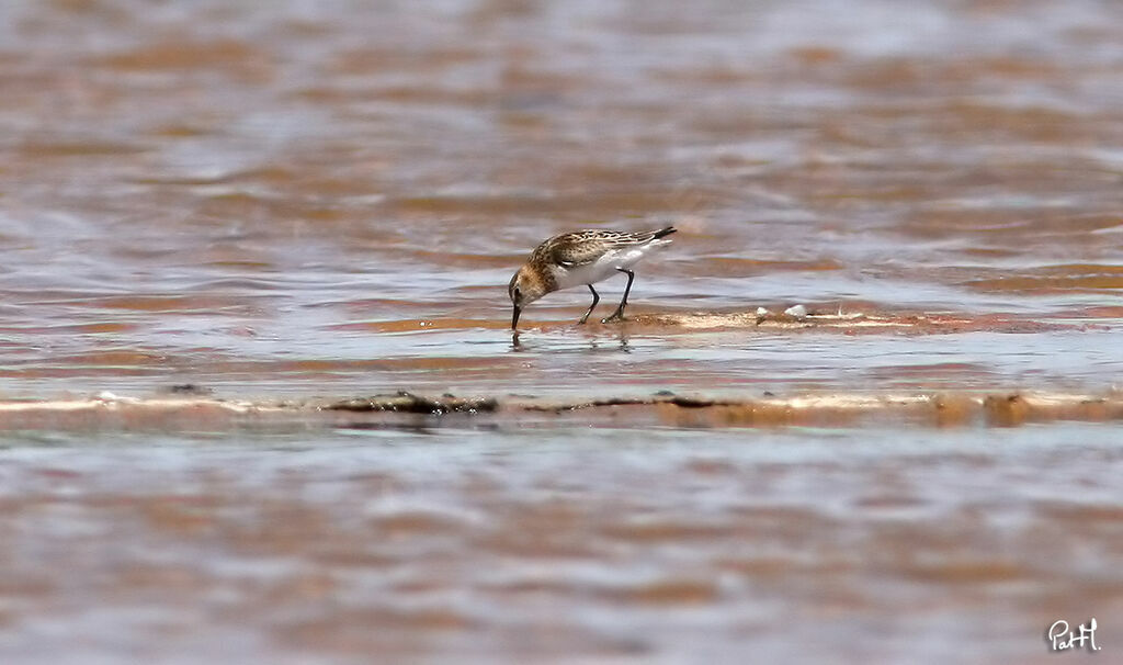 Little Stint male adult post breeding, identification