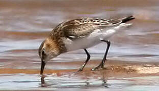 Little Stint