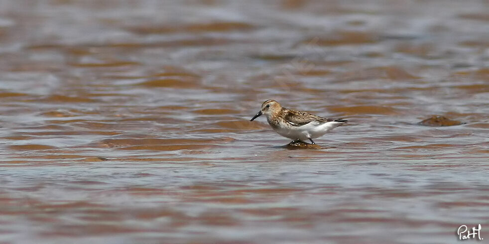 Little Stint male adult post breeding, identification