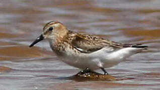 Little Stint