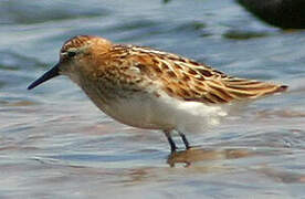 Little Stint