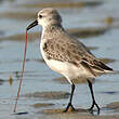 Bécasseau sanderling