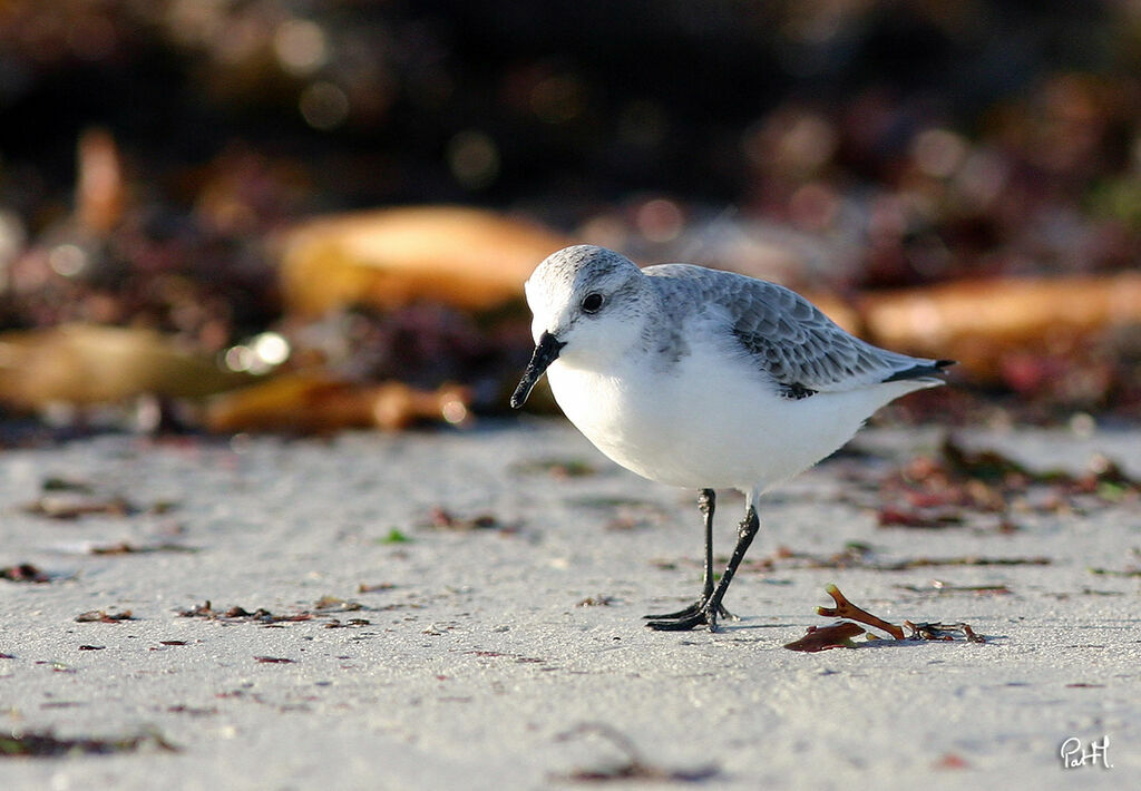 Sanderling, identification