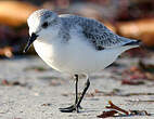 Bécasseau sanderling