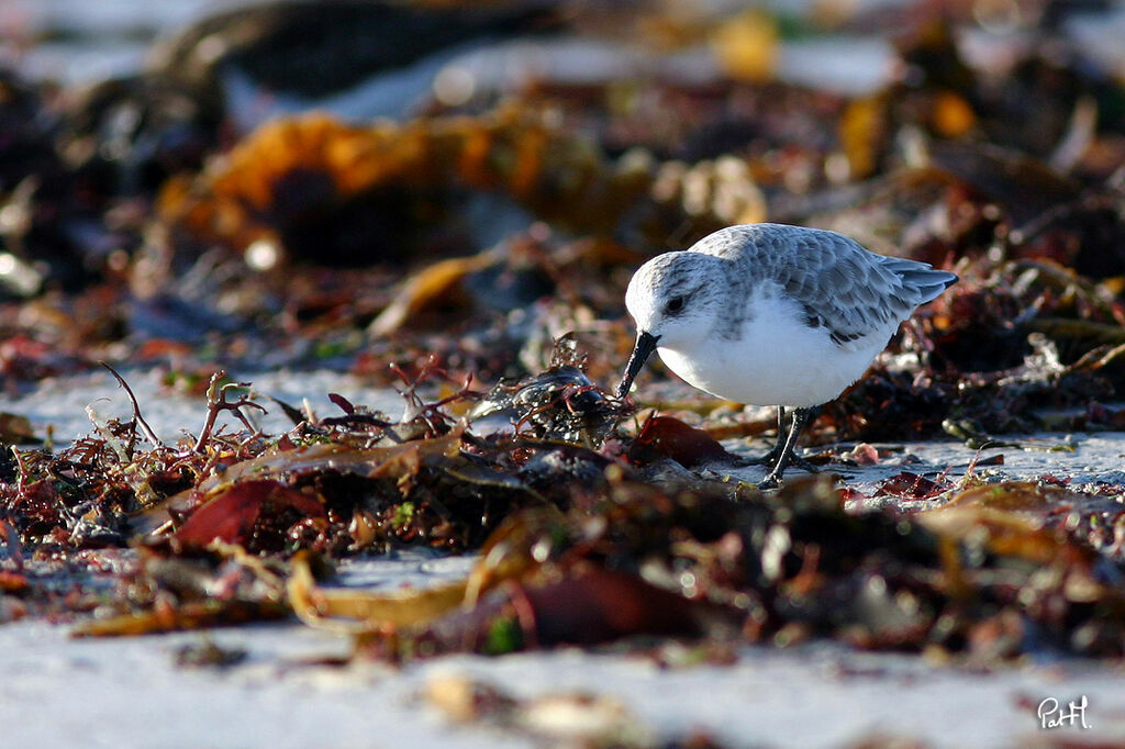 Sanderling, identification