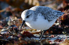 Sanderling