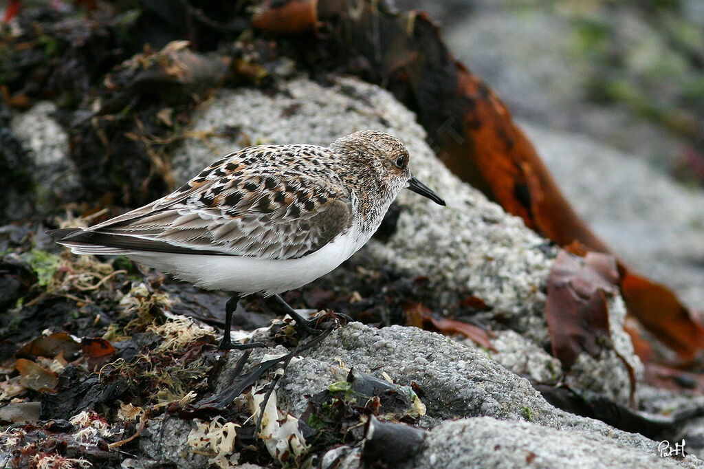 Bécasseau sanderling, identification