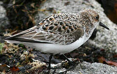 Bécasseau sanderling