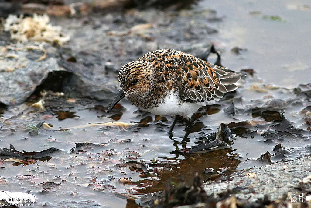 Sanderlingadult breeding, identification