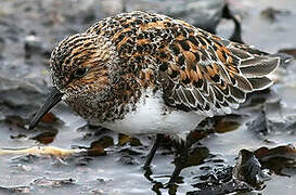 Bécasseau sanderling