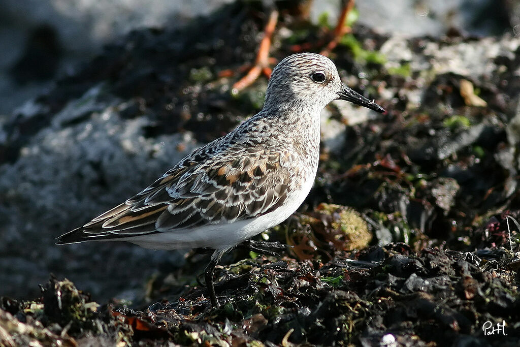 Bécasseau sanderling, identification