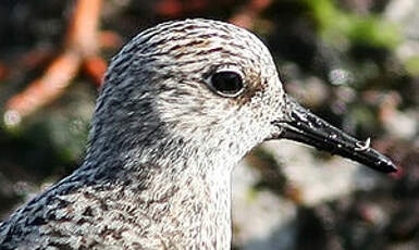 Bécasseau sanderling