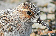 Bécasseau sanderling