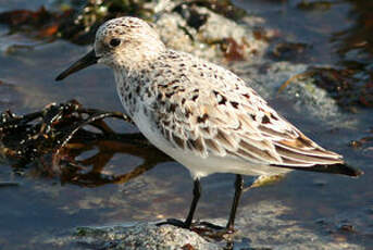 Bécasseau sanderling