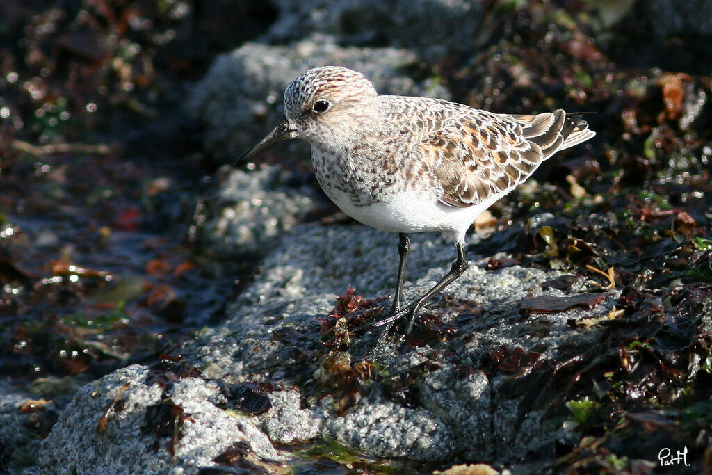 Sanderling, identification