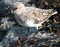 Bécasseau sanderling