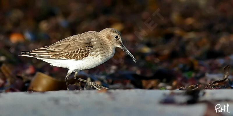 Dunlin