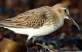 Dunlin