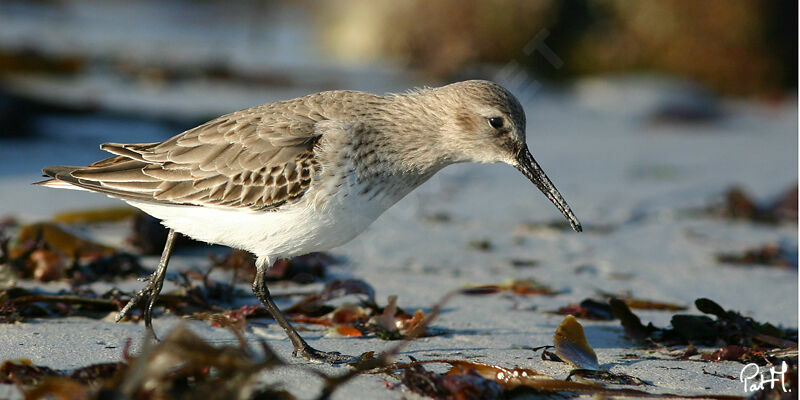 Dunlin, identification