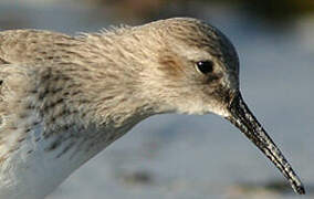 Dunlin