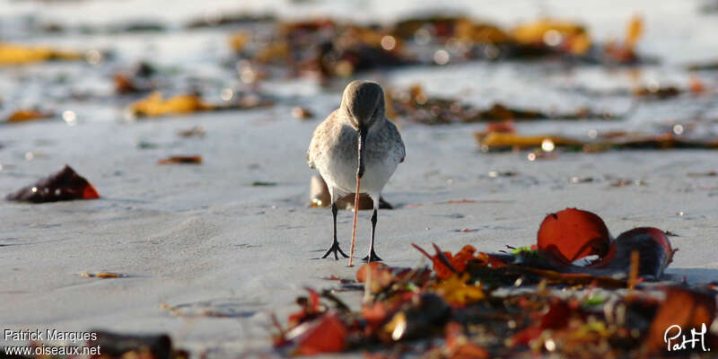 Dunlin, habitat, feeding habits, fishing/hunting, Behaviour