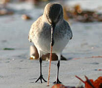 Dunlin