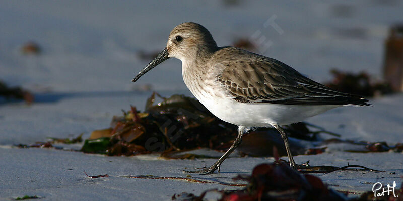 Dunlin, identification