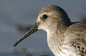 Dunlin