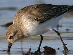 Dunlin