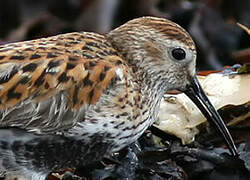 Dunlin