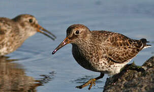 Purple Sandpiper