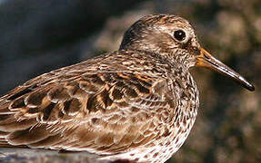 Purple Sandpiper