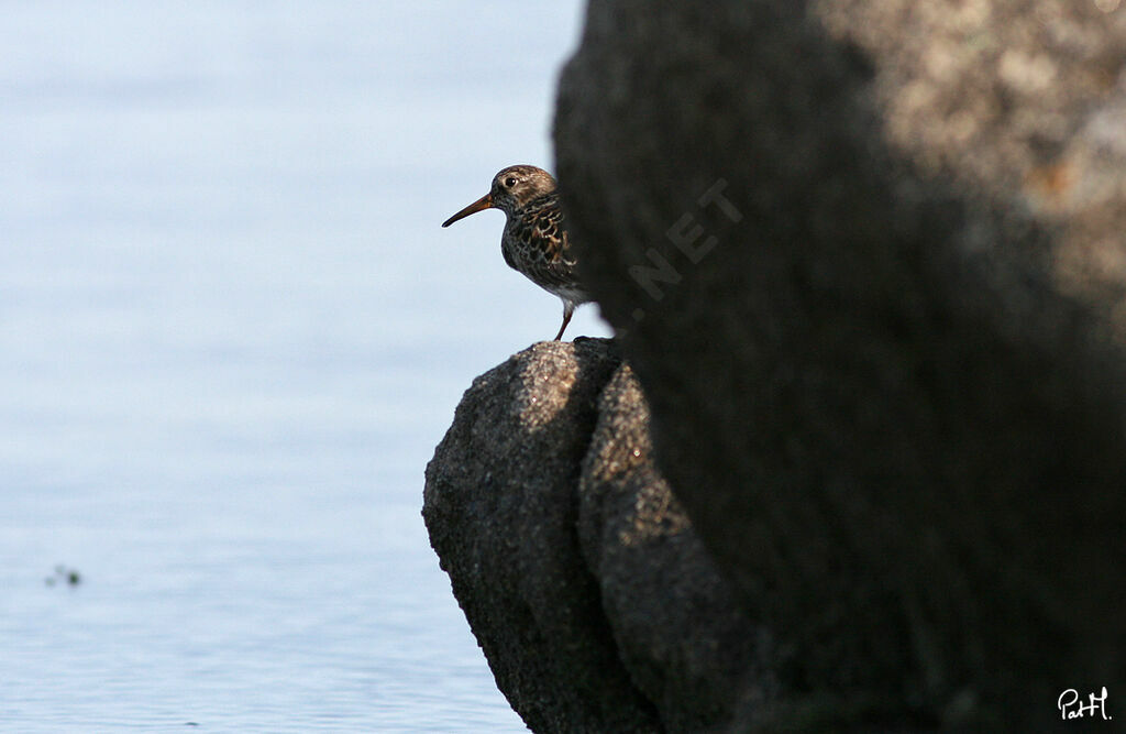 Purple Sandpiper, identification, Behaviour