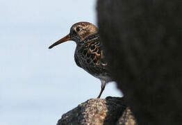 Purple Sandpiper