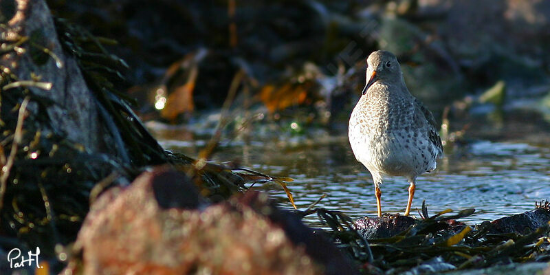 Purple Sandpiper, identification