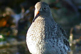 Purple Sandpiper